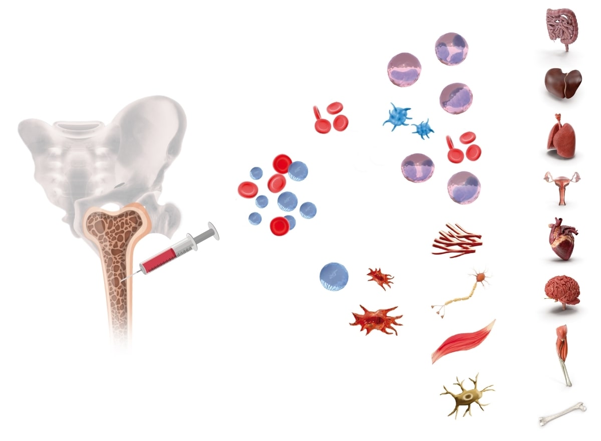 Mesenchymal stem cells from the bone marrow can regenerate different types of cells